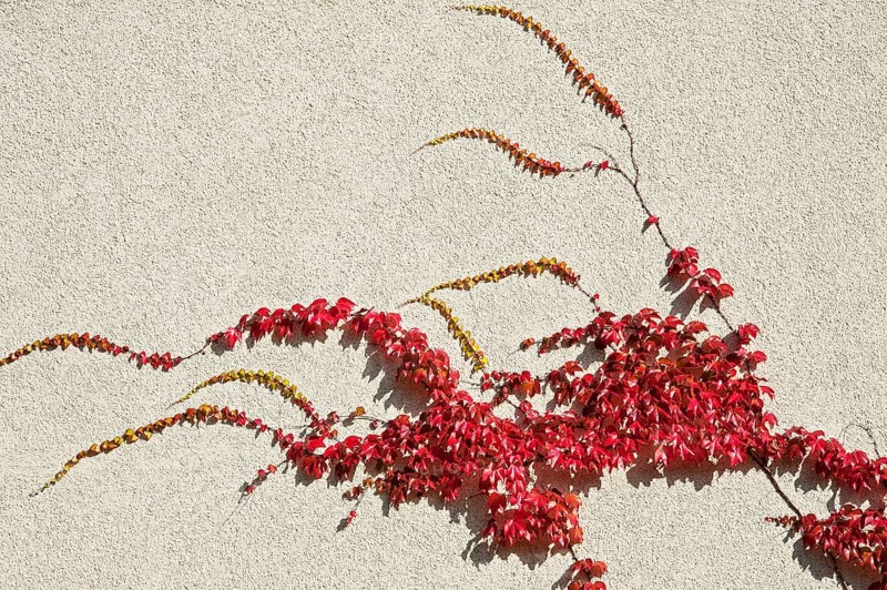 Japanese Creeper