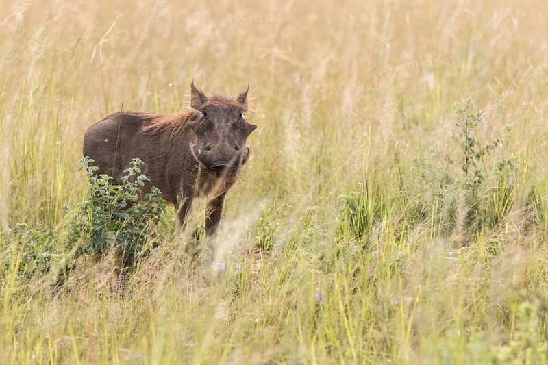 Desert Warthog (Phacochoerus aethiopicus)