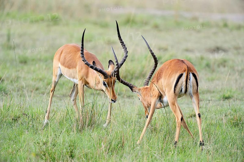 Impalas (Aepyceros melampus)