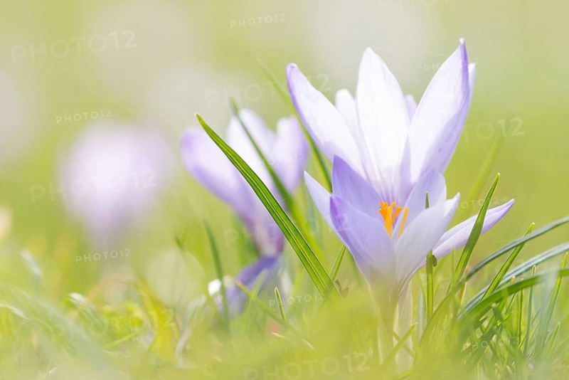 Purple crocuses (Crocus)