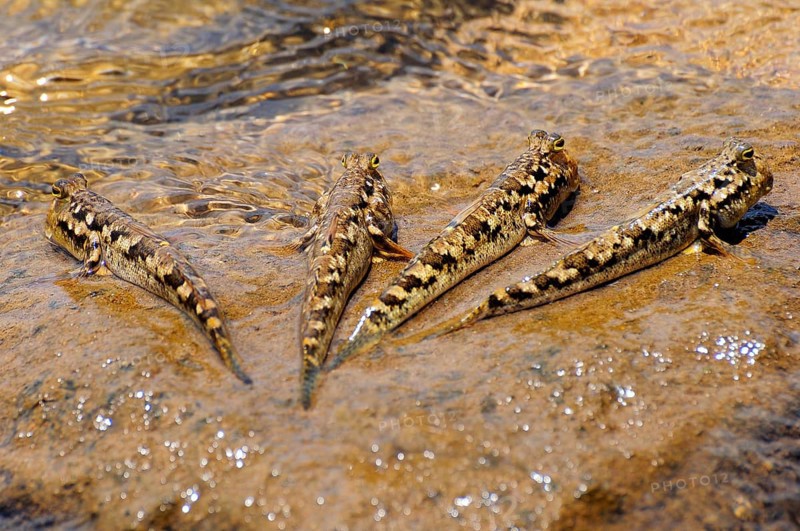 Four Barred Mudskippers (Periophthalmus argentilineatus) on a rock