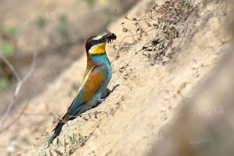 European bee-eater (Merops apiaster) with prey sits at the breeding wall