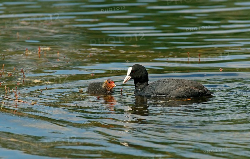 Eurasian Coot (Fulica atra) adult bird with a chick