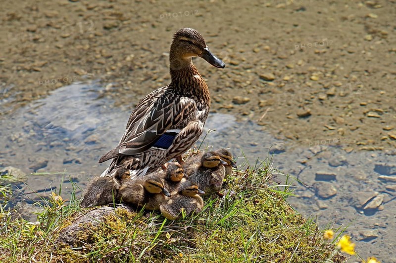 Duck with ducklings at Gruner See or Green Lake
