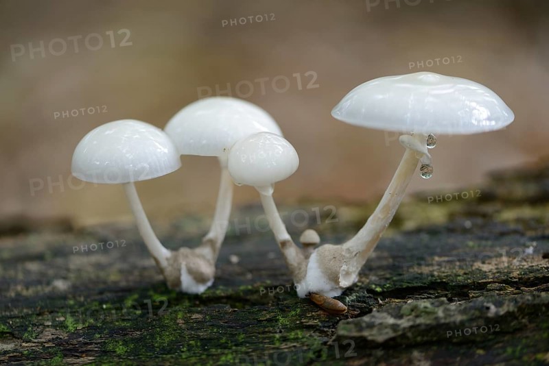 Porcelain Fungus (Oudemansiella mucida)