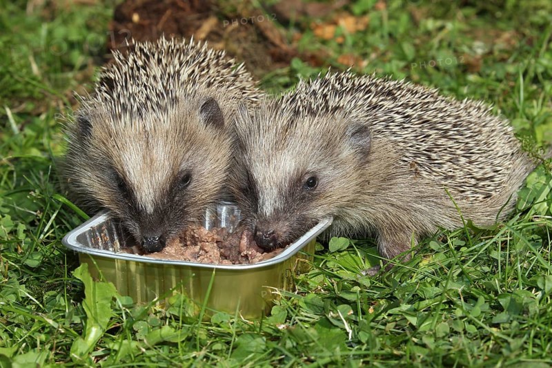 Hedgehog (Erinaceus europaeus)