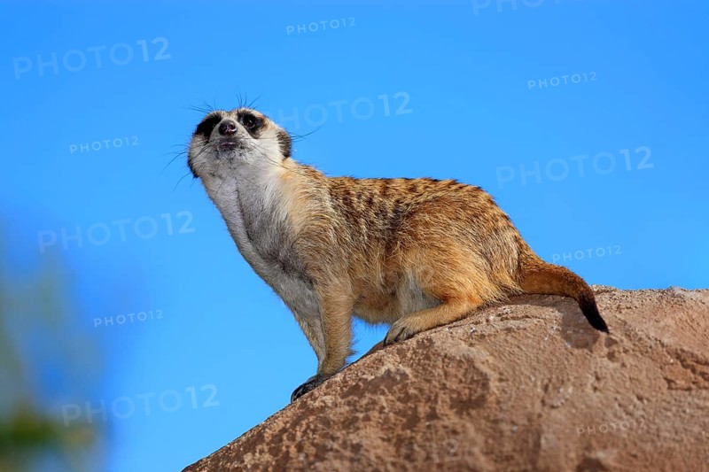 Meerkat (Suricata suricatta)