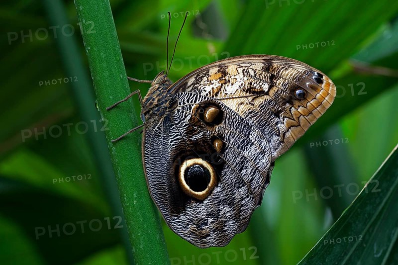 Forest Giant Owl butterfly (Caligo eurilochus)