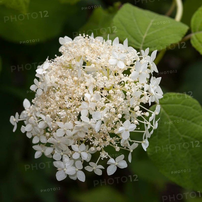 Smooth Hydrangea (Hydrangea arborescens 'Grandiflora')
