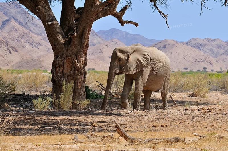 Rare Namibian Desert Elephant (Loxodonta africana)