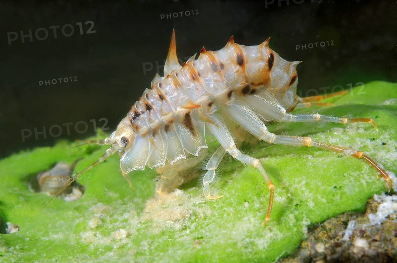 Acanthogammarus (Acanthogammarus lappaceus)
