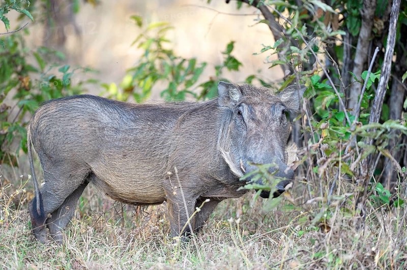 Warthog (Phacochoerus africanus)