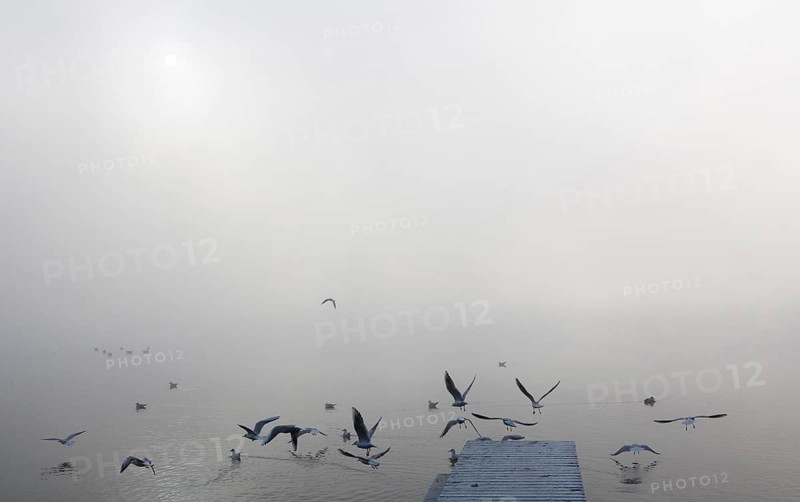 Gulls at the wooden jetty in the morning fog