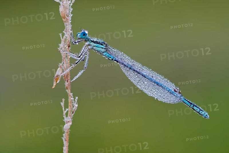 White-legged damselfly (Platycnemis pennipes)