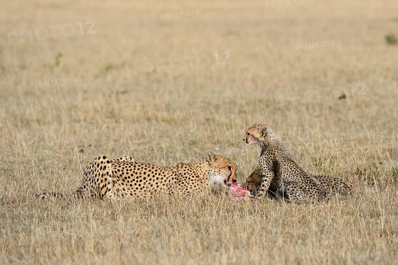 Cheetah (Acinonyx jubatus)
