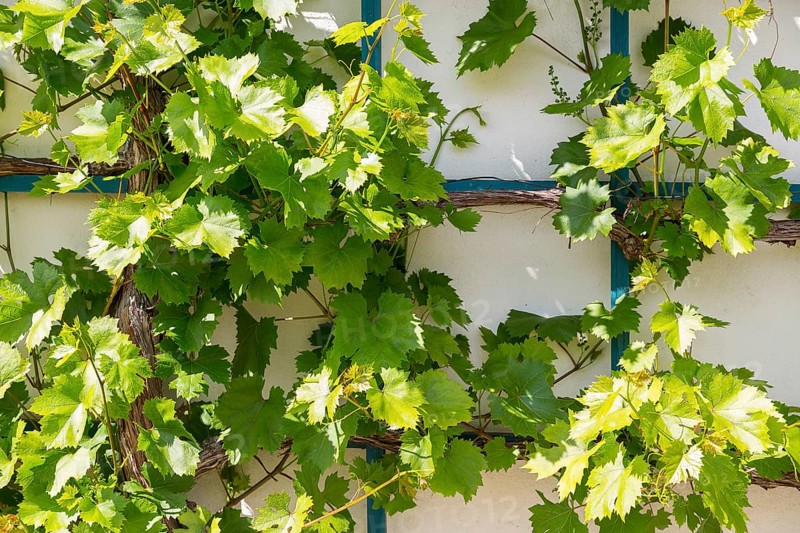 Vine growing on a trellis
