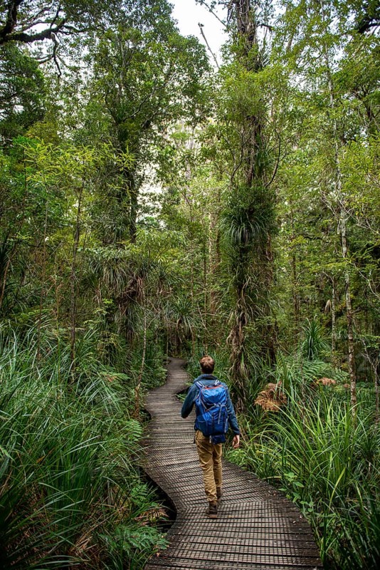 Young man on hiking trail in Kauri Forest