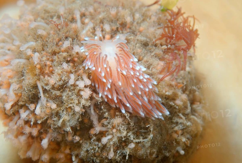 Aeolid Nudibranch (Cuthona nana)