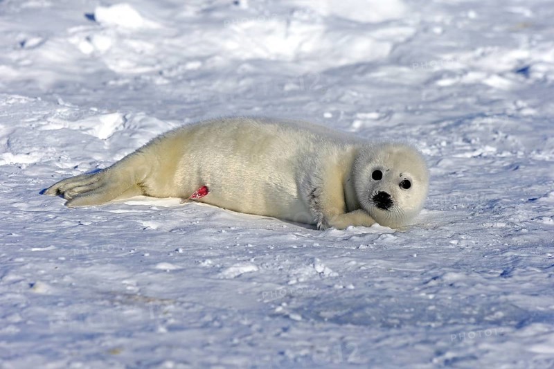 Harp Seal or Saddleback Seal (Pagophilus groenlandicus