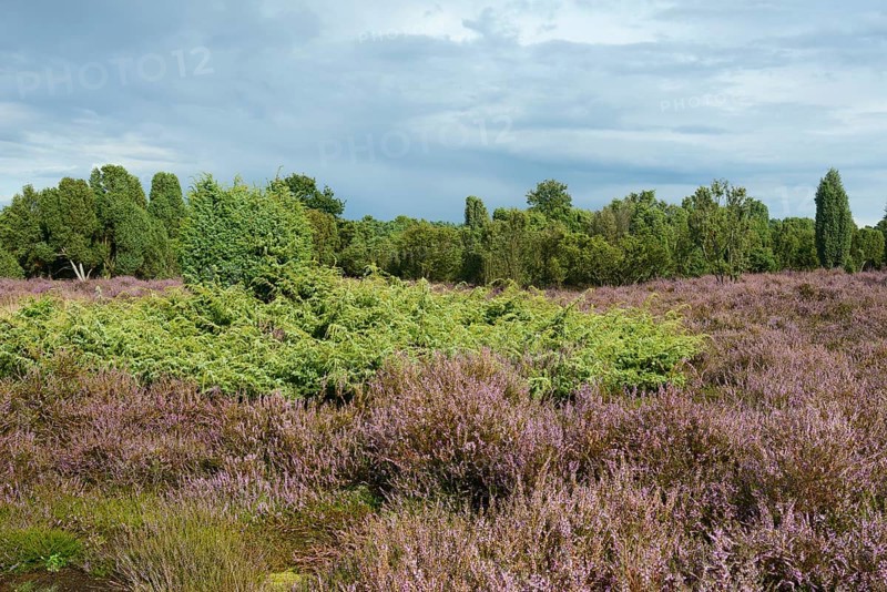 Heather in bloom in a juniper grove