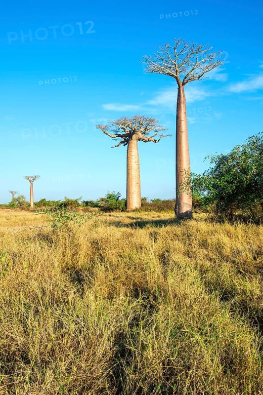 Avenue of the Baobabs