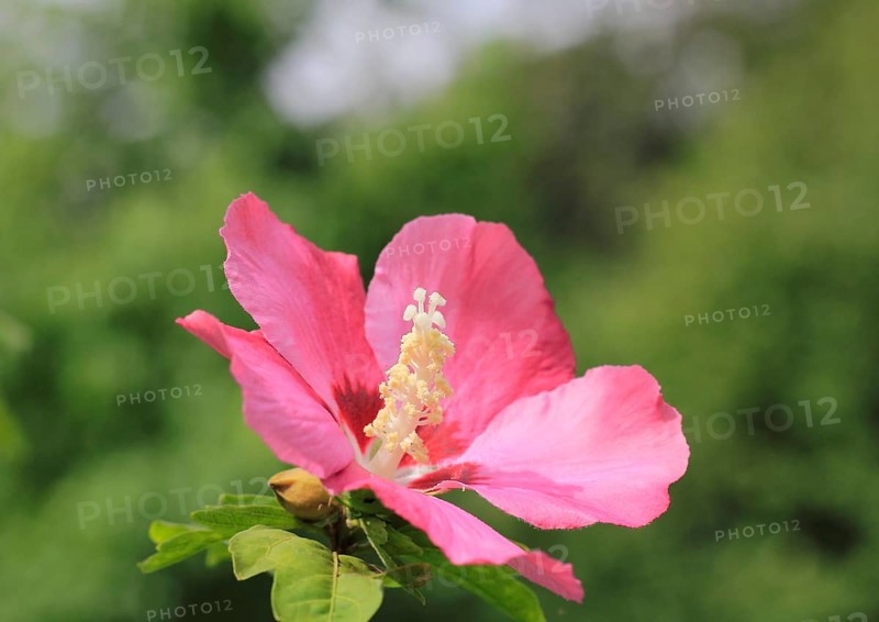 Rose mallow (Hibiscus syriacus)