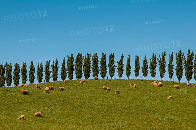Sheep grazing beyond a cypress treeline
