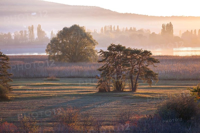 Evening light in autumn at Wollmatinger Ried on Lake Constance between the island of Reichenau and Konstanz