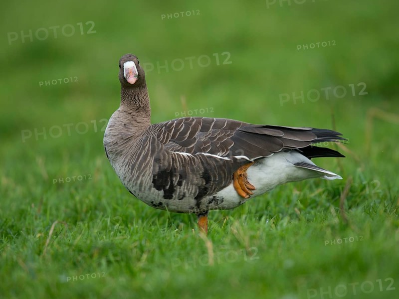 Greater white-fronted goose (Anser albifrons)