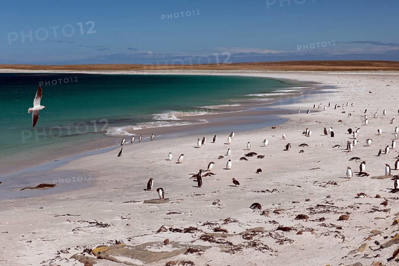 Dolphin gull (Leucophaeus scoresbii) on a beach with gentoo penguins (Pygoscelis papua) and scattered Magellanic penguins (Spheniscus magellanicus)