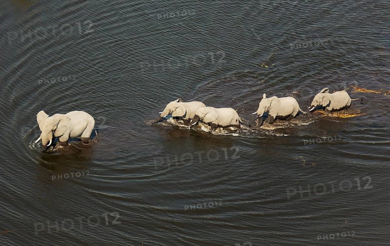 African Elephants (Loxodonta africana)