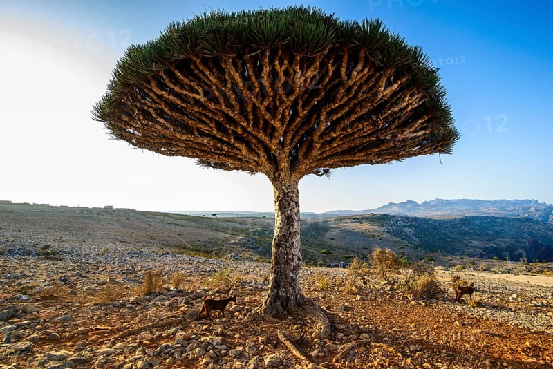 Socotra Dragon Tree or Dragon Blood Tree (Dracaena cinnabari)
