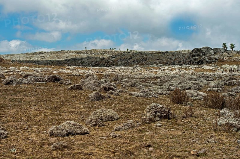 Afroalpine plateau with cushions of Cape Gold (Helichrysum splendidum)