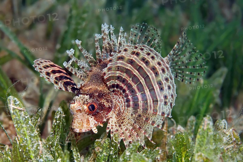 Dwarf Lionfish (Dendrochirus brachypterus) on a seagrass meadow