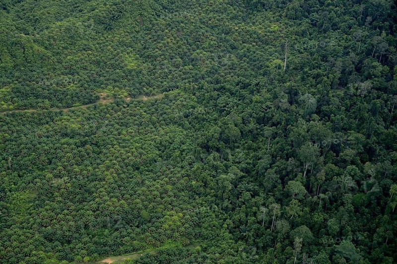 Plantation of oil palms (Elaeis guineensis) for the production of palm oil in the rainforest