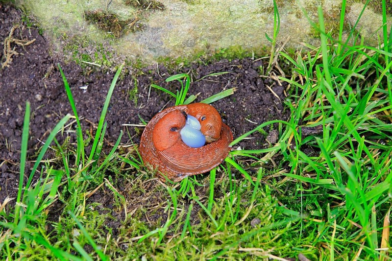 Spanish Slugs (Arion vulgaris)
