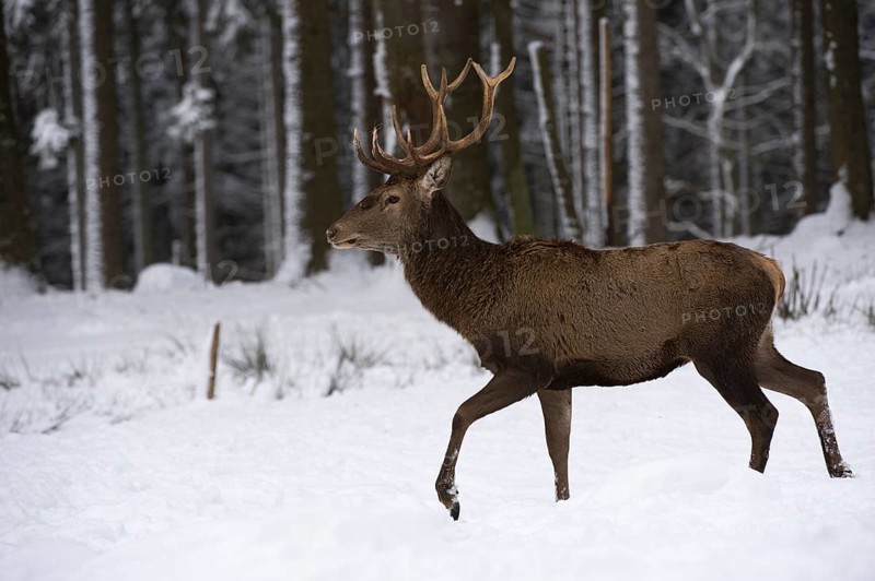 Red Deer (Cervus elaphus)
