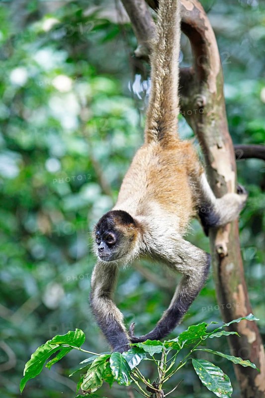 Central American Spider Monkey or Geoffroy's Spider Monkey (Ateles geoffroyi)