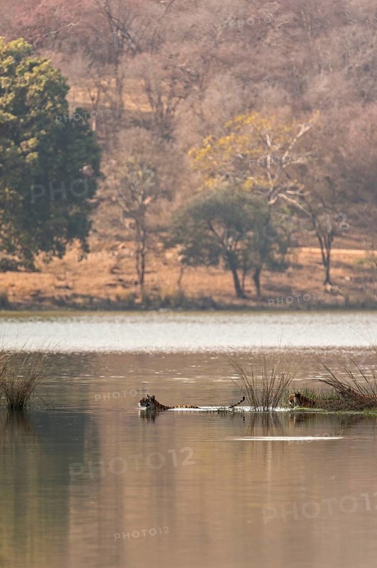 Wild Indian Tigers or Bengal Tigers