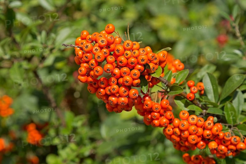 Scarlet firethorn (Pyracantha coccinea)