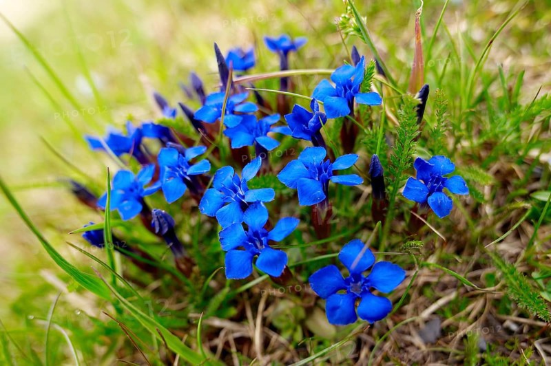 Spring Gentian (Gentiana verna)