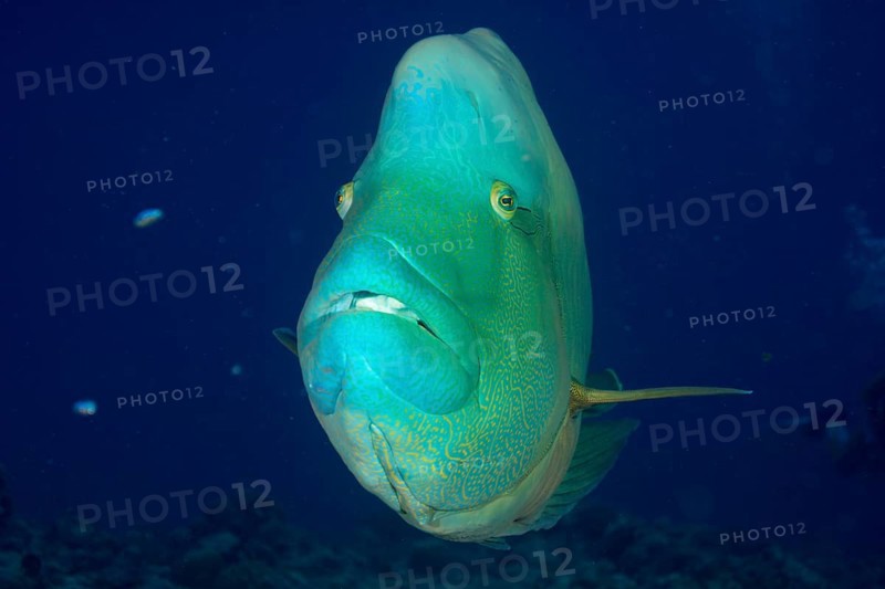 Humphead wrasse (Cheilinus undulatus)