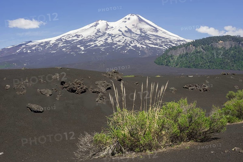 Grass on lava ash and Llaima volcano