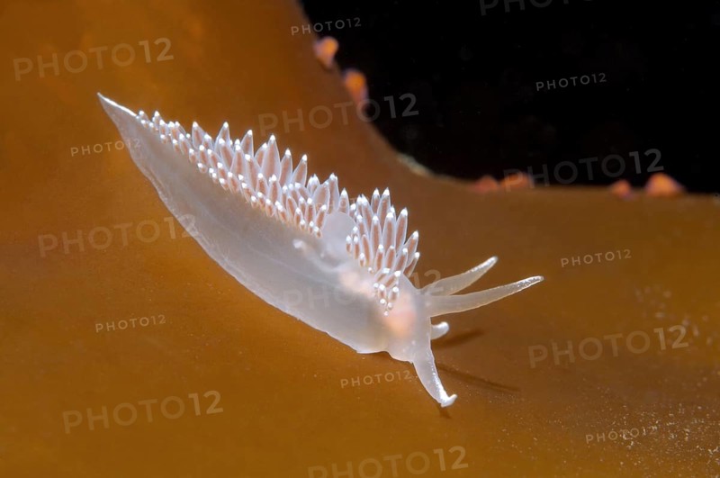 Red-finger Nudibranch (Flabellina verrucosa)