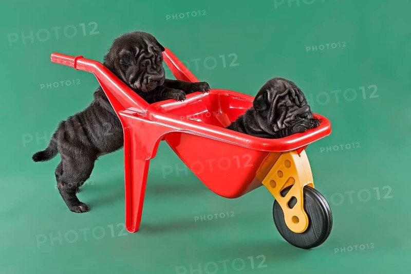 Shar-Pei or Chinese Shar-Pei