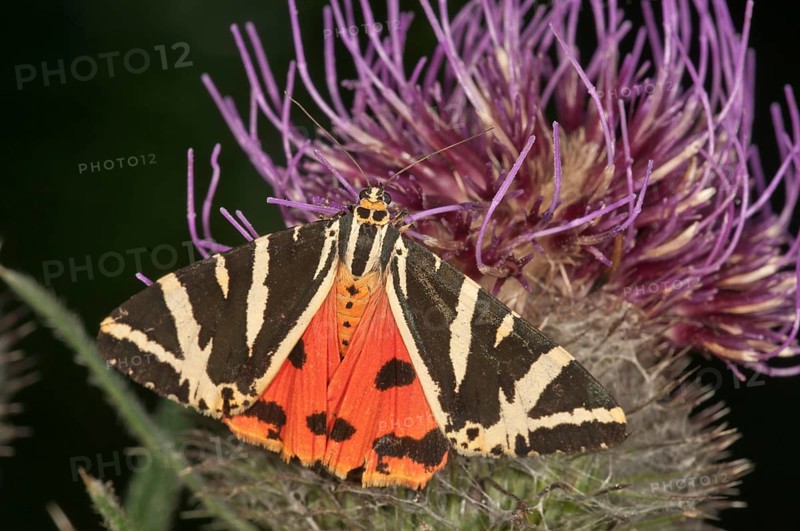 Jersey Tiger (Euplagia quadripunctaria) sucking on Woolly Thistle (Cirsium eriophorum)