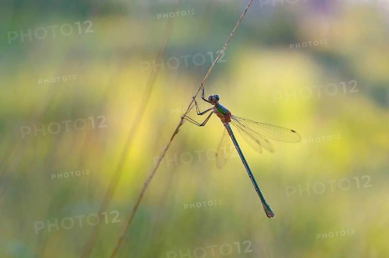 Emerald Damselfly (Lestes sponsa) on a blade of grass