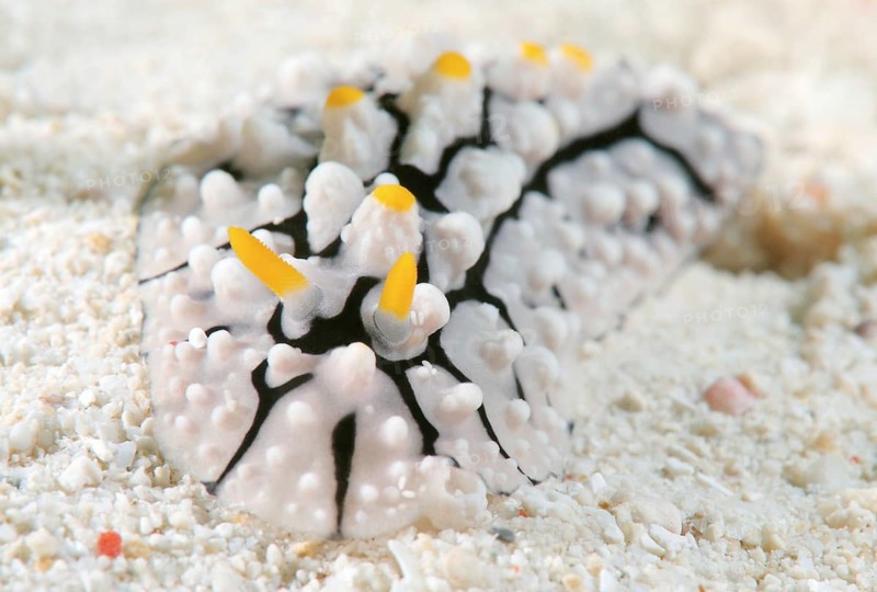 Varicose Wart Slug (Phyllidia varicosa)