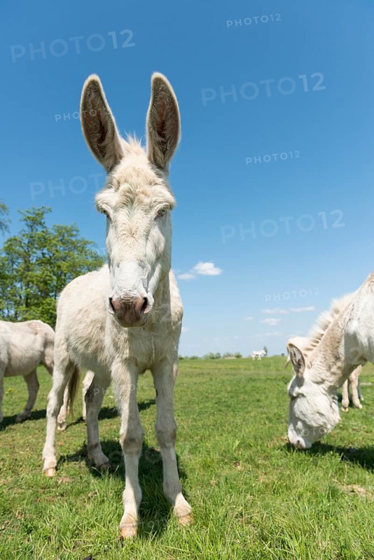 Austria-Hungarian white donkey or Baroque Donkey (Equus asinus asinus)