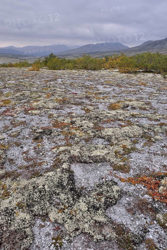 Reindeer Lichen (Cladonia rangiferina)